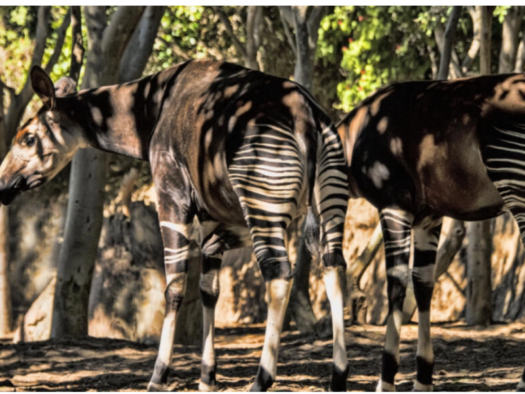 Avec sa tête de girafe (il est, avec la girafe, l’une des deux seules espèces encore vivantes de la famille des giraffidés), son corps d’antilope, les pattes avant et l’arrière-train rayés noir et blanc comme un zèbre, et son coup de langue phénoménal (40 centimètres de long), l’okapi est animal plein de mystères, quasi mythique, surnommé parfois la licorne africaine. Getty Images - Mark Newman