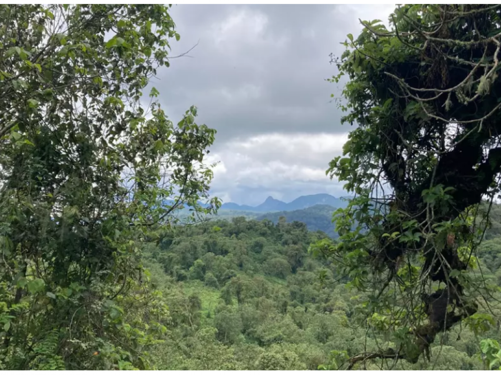 En RDC, les forêts sont menacées par l’agriculture et l’extraction du charbon de bois, mais aussi par les projets pétroliers, pour lesquels les autorités congolaises ont lancé des appels d’offres en juillet dernier. Ici, le parc national de Kahuzi Biega dans l'est de la RDC. © RFI/Charlotte Cosset