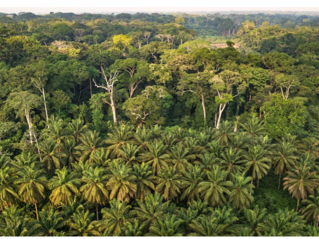 Une forêt du bassin du Congo © Flickr/CC/Axel Fassio/CIFOR