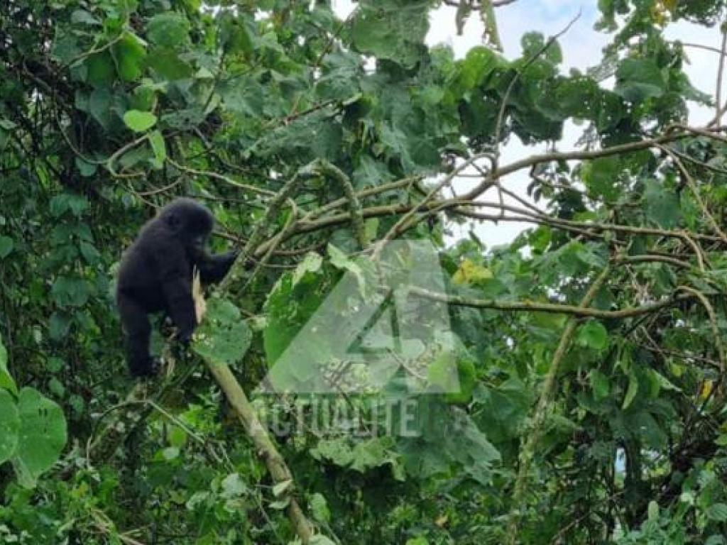 Gorille de montagne, Parc des Virunga
